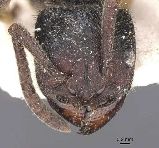 Phrynoponera gabonensis specimen RMCAENT000017728 image rmcaent000017728_2