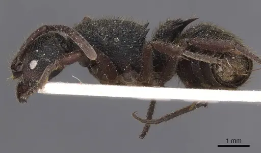 Phrynoponera gabonensis specimen RMCAENT000017728 image rmcaent000017728_3