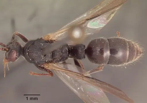 Phrynoponera gabonensis specimen SAM-HYM-C002826 image sam-hym-c002826_1