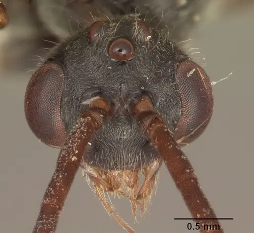 Phrynoponera gabonensis specimen SAM-HYM-C002826 image sam-hym-c002826_2