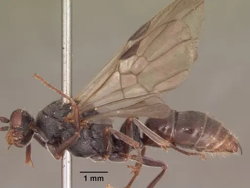 Phrynoponera gabonensis specimen SAM-HYM-C002826 image sam-hym-c002826_3