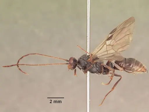 Phrynoponera gabonensis specimen SAM-HYM-C002826 image sam-hym-c002826_4