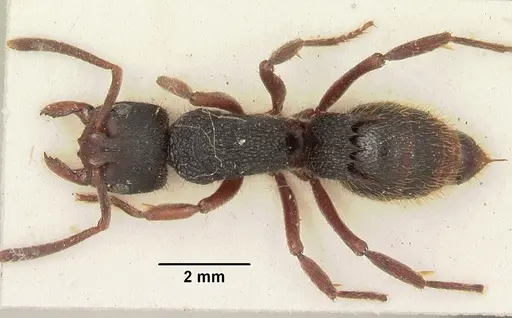 Phrynoponera gabonensis specimen SAM-HYM-C002828 image sam-hym-c002828_1