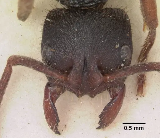 Phrynoponera gabonensis specimen SAM-HYM-C002828 image sam-hym-c002828_2