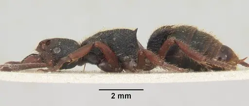 Phrynoponera gabonensis specimen SAM-HYM-C002828 image sam-hym-c002828_3
