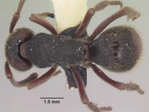 Phrynoponera gabonensis specimen SAM-HYM-C007965 image sam-hym-c007965_1