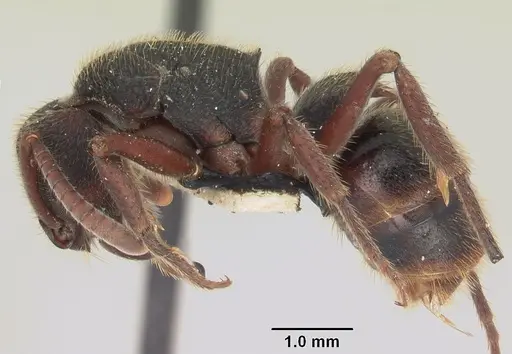 Phrynoponera gabonensis specimen SAM-HYM-C007965 image sam-hym-c007965_3