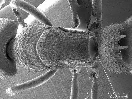 Phrynoponera pulchella specimen ANTWEB1008573 image antweb1008573_1