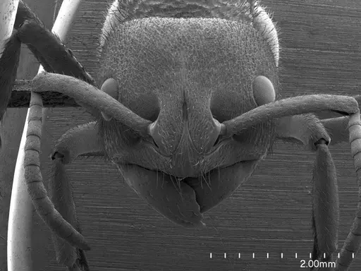 Phrynoponera pulchella specimen ANTWEB1008573 image antweb1008573_2