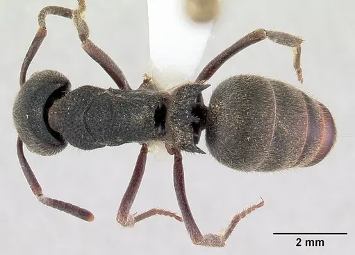 Phrynoponera pulchella specimen CASENT0178203 image casent0178203_1