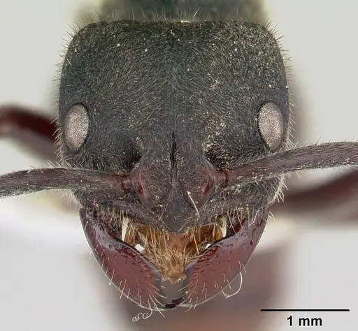 Phrynoponera pulchella specimen CASENT0178203 image casent0178203_2