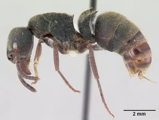 Phrynoponera pulchella specimen CASENT0178203 image casent0178203_3
