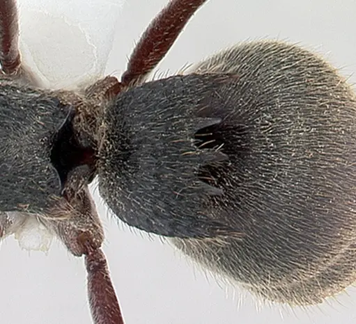 Phrynoponera pulchella specimen CASENT0178204 image casent0178204_2