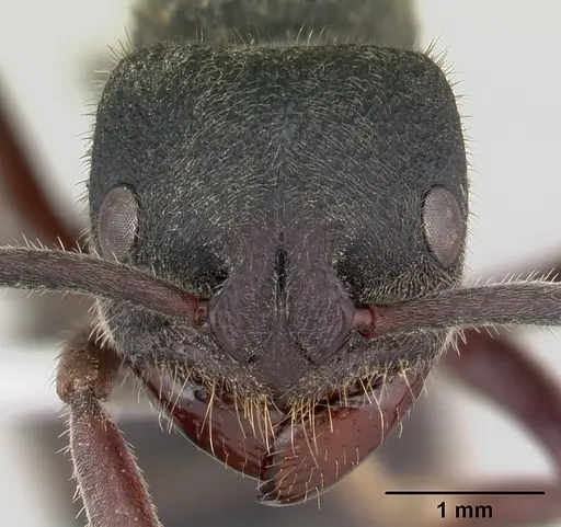 Phrynoponera pulchella specimen CASENT0178204 image casent0178204_3