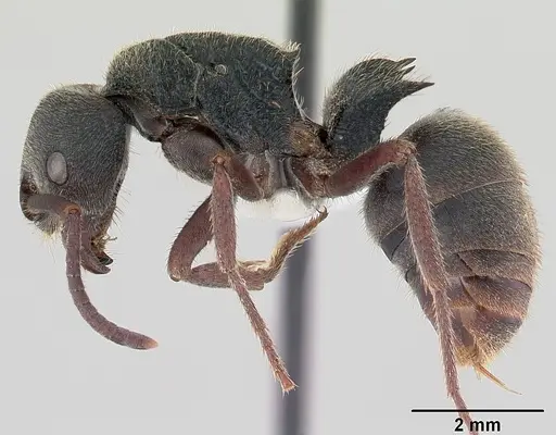 Phrynoponera pulchella specimen CASENT0178204 image casent0178204_4