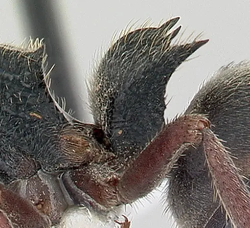 Phrynoponera pulchella specimen CASENT0178204 image casent0178204_5