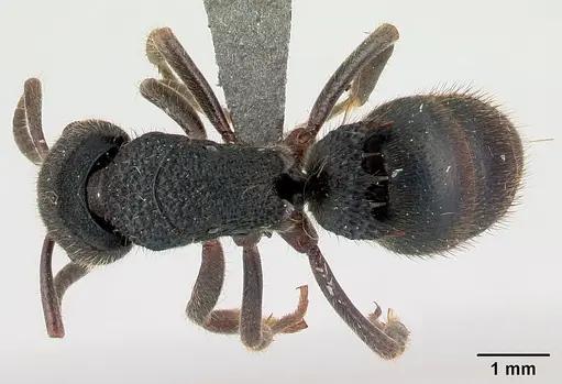 Phrynoponera pulchella specimen CASENT0217034 image casent0217034_1