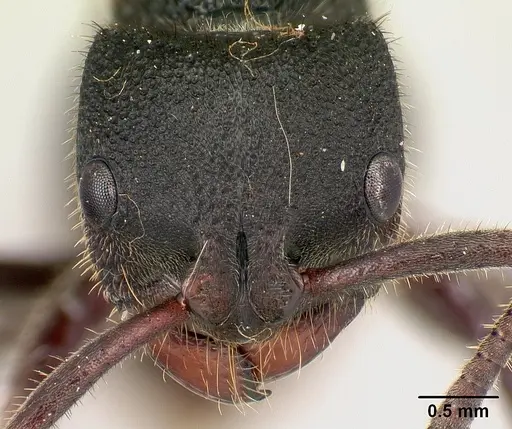 Phrynoponera pulchella specimen CASENT0217034 image casent0217034_2