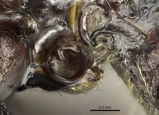 Phrynoponera pulchella specimen CASENT0217034 image casent0217034_4
