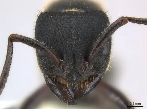 Phrynoponera pulchella specimen CASENT0217125 image casent0217125_1