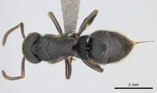 Phrynoponera pulchella specimen CASENT0235660 image casent0235660_1