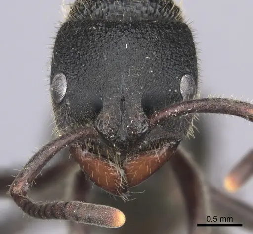 Phrynoponera pulchella specimen CASENT0235660 image casent0235660_2