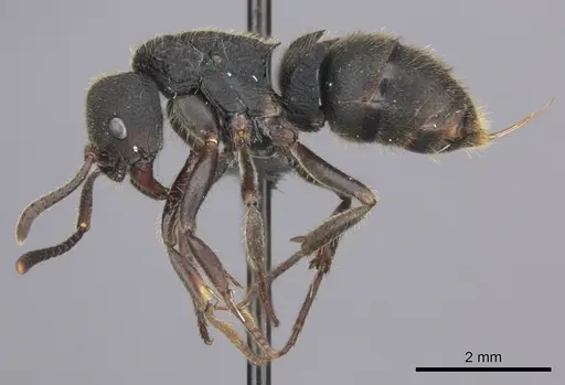 Phrynoponera pulchella specimen CASENT0235660 image casent0235660_3