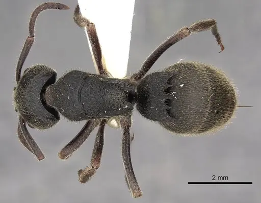 Phrynoponera pulchella specimen CASENT0900674 image casent0900674_1