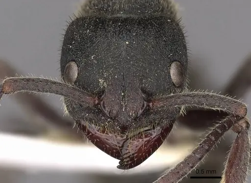 Phrynoponera pulchella specimen CASENT0900674 image casent0900674_2