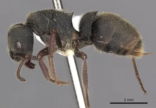 Phrynoponera pulchella specimen CASENT0900674 image casent0900674_3