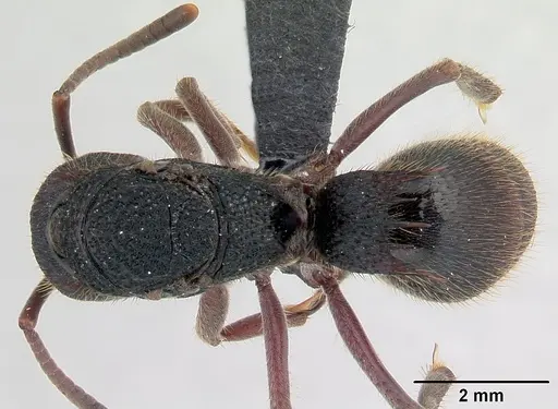 Phrynoponera sveni specimen CASENT0081254 image casent0081254_1