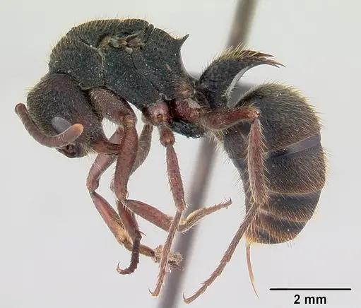 Phrynoponera sveni specimen CASENT0081254 image casent0081254_3