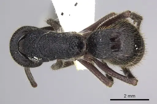 Phrynoponera sveni specimen CASENT0249213 image casent0249213_1