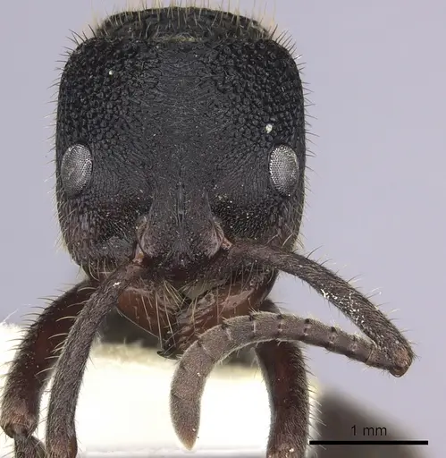 Phrynoponera sveni specimen CASENT0249213 image casent0249213_2