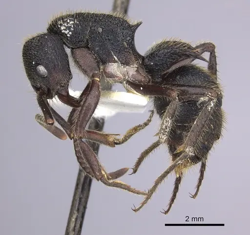 Phrynoponera sveni specimen CASENT0249213 image casent0249213_3