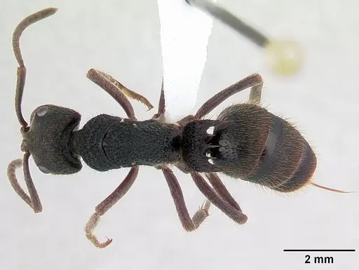 Phrynoponera sveni specimen CASENT0417555 image casent0417555_1
