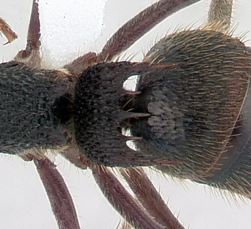 Phrynoponera sveni specimen CASENT0417555 image casent0417555_2