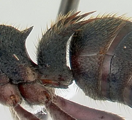 Phrynoponera sveni specimen CASENT0417555 image casent0417555_5