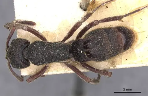 Phrynoponera sveni specimen CASENT0907267 image casent0907267_1