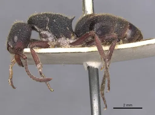Phrynoponera sveni specimen CASENT0907267 image casent0907267_3