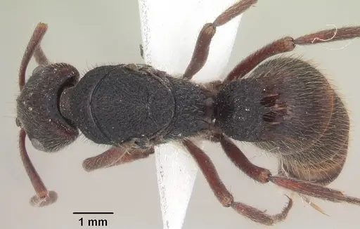 Phrynoponera sveni specimen SAM-HYM-C007465 image sam-hym-c007465_1