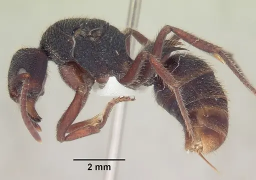 Phrynoponera sveni specimen SAM-HYM-C007465 image sam-hym-c007465_3