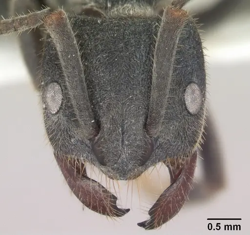 Phrynoponera sveni specimen SAM-HYM-C010477 image sam-hym-c010477_2