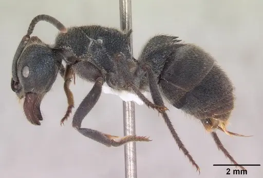 Phrynoponera sveni specimen SAM-HYM-C010477 image sam-hym-c010477_3