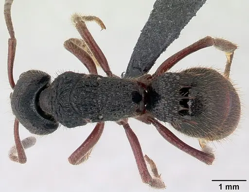 Phrynoponera transversa specimen CASENT0178224 image casent0178224_1