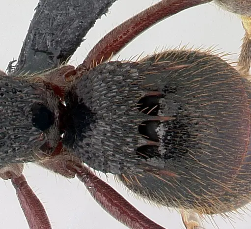Phrynoponera transversa specimen CASENT0178224 image casent0178224_2