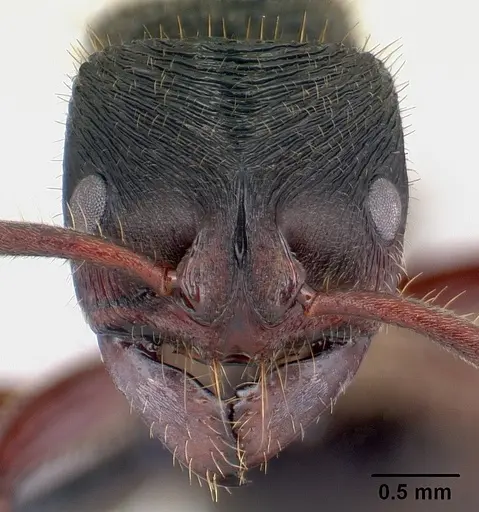Phrynoponera transversa specimen CASENT0178224 image casent0178224_3