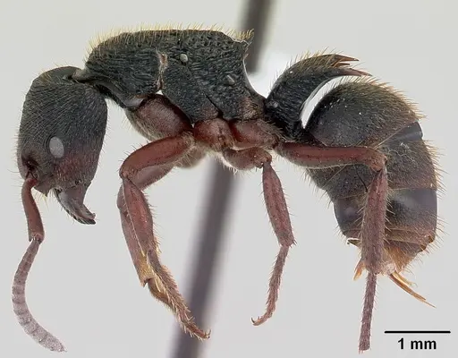 Phrynoponera transversa specimen CASENT0178224 image casent0178224_4