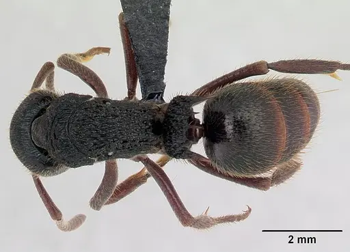 Phrynoponera transversa specimen CASENT0178225 image casent0178225_1