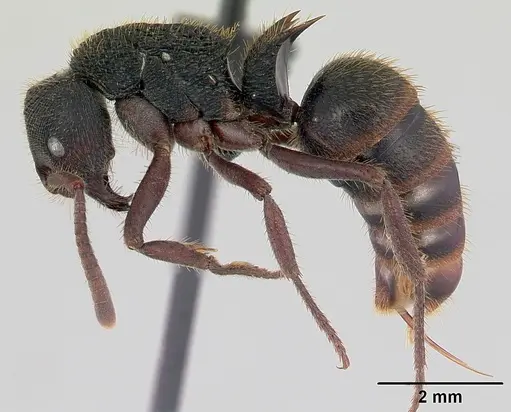 Phrynoponera transversa specimen CASENT0178225 image casent0178225_3